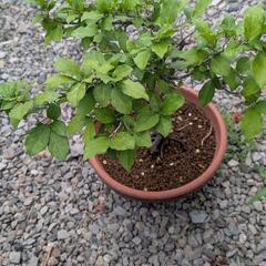 鉢植え 盆栽の画像
