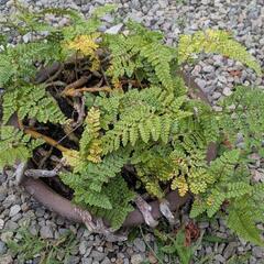 鉢植え 盆栽の画像