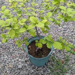 鉢植え 盆栽の画像