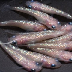残り1セット！メダカ『ピンクサファイア』稚魚幼魚10匹の画像