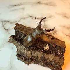 ミヤマクワガタ　♂の画像