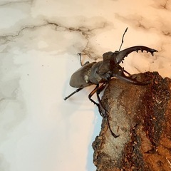 ミヤマクワガタ　♂の画像