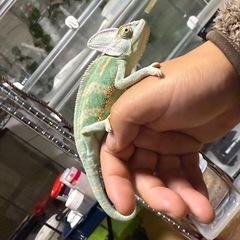 エキゾチックアニマル好き