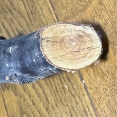 梅の木の画像