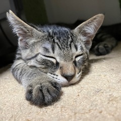 かわいいキジトラ子猫♡3ヶ月男の子