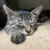 ランキングキーワードに紐づく投稿画像-子猫