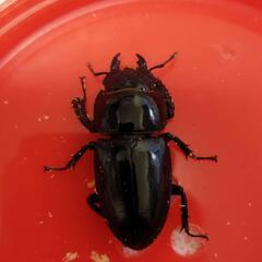 ツシマヒラタクワガタ♂♀♀♀①の画像