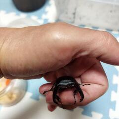 ツシマヒラタクワガタ♂♀♀♀①の画像