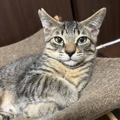 かわいいキジトラ子猫♡4ヶ月男の子