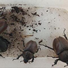 カブトムシ オス♂メス♀の画像