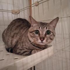 キジトラ、オス、1才