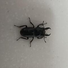 ヒラタクワガタ オス♂4匹セット+メス♀の画像