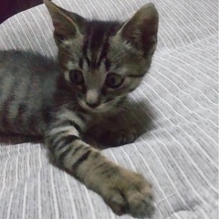 里親さま決定！可愛いキジトラくん　2ヶ月❣️