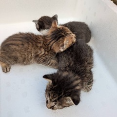 大雨の日にママ猫が知り合いの倉庫に連れて来ました - 猫