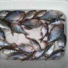 メタリック  バラタナゴ  カガミ鱗  5匹  4㌢〜5㌢の画像