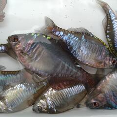 メタリック  バラタナゴ  カガミ鱗  5匹  4㌢〜5㌢の画像