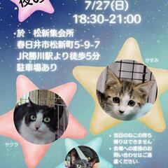夜のねこの譲渡会《３》かすがい地域ねこの会