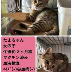 夜のねこの譲渡会《３》かすがい地域ねこの会