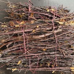 【桜スモーク】
桜の枝木の画像
