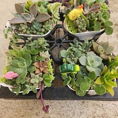 多肉植物の画像