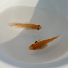 【初恋ダルマ】メダカ 稚魚～成魚まで販売中！！の画像