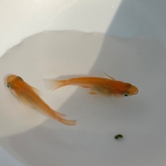 【初恋ダルマ】メダカ 稚魚～成魚まで販売中！！の画像
