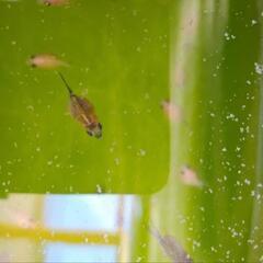 ピンポンパール　稚魚　金魚販売の画像