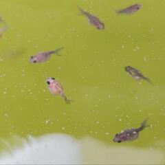 ピンポンパール　稚魚　金魚販売の画像