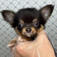 【特典あり‼︎】総額11万円　とーってもおチビさんだけど元…