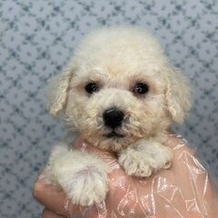 【特典あり‼︎】総額15万円　将来２キロ前後予想！Tカップ…
