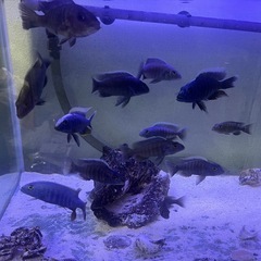 アフリカンシクリッド 　スキアエノクロミス フライエリーアイスバーグ　の画像