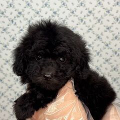 【特典あり‼︎】総額15万円　ドワーフタイプの短足くん