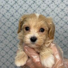 【特典あり‼︎】総額16万円　甘えん坊姉妹⭐︎妹