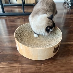 猫の爪とぎの画像
