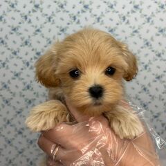 【特典あり‼︎】総額16万円　甘えん坊姉妹⭐︎姉