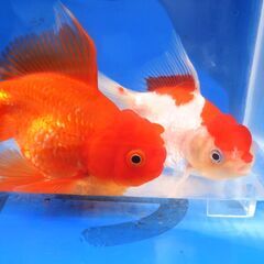 金魚　オランダ獅子頭　2匹約12cmの画像