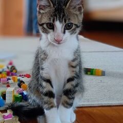 里親募集　2、3ヶ月の子猫