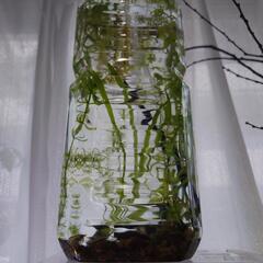 [問合OK、現在取引中]ミナミヌマエビペットボトル3 アクアリウム水槽AquariumTank。海老水草底砂#ビオトープ飼育鑑賞自然繁殖稚エビ抱卵エビ癒水生生物混泳メダカ熱帯魚淡水。東京都府中市八幡町の画像