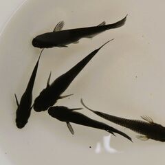 No.79【②オロチメダカ　稚魚 10匹 100円】の画像