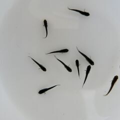 No.79【②オロチメダカ　稚魚 10匹 100円】の画像