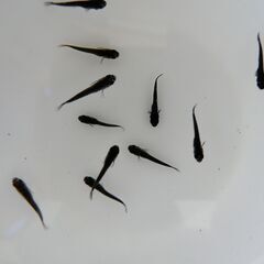 No.79【②オロチメダカ　稚魚 10匹 100円】の画像