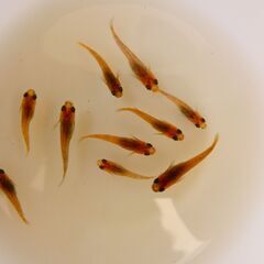 No.80【②三色錦メダカ　稚魚 10匹 100円】の画像