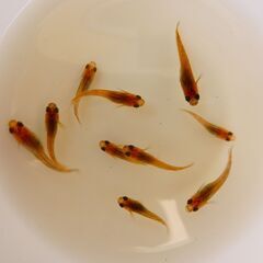 No.80【②三色錦メダカ　稚魚 10匹 100円】の画像