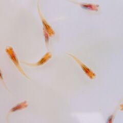 No.81【②アルビノMIXメダカ　稚魚 10匹 150円】の画像