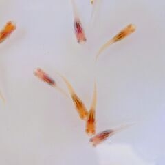 No.81【②アルビノMIXメダカ　稚魚 10匹 150円】の画像