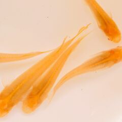 No.82【②アルビノ楊貴妃メダカ　稚魚 10匹 150円】の画像