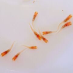 No.82【②アルビノ楊貴妃メダカ　稚魚 10匹 150円】の画像