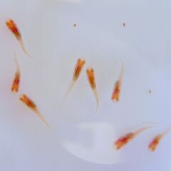 No.82【②アルビノ楊貴妃メダカ　稚魚 10匹 150円】の画像
