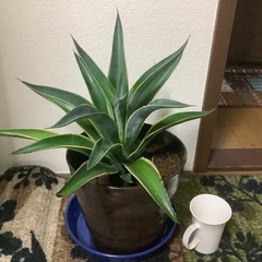 アガベ　ベネズエラの画像