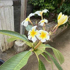 大きなプルメリアの画像